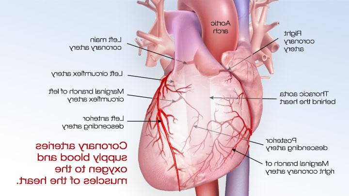 冠状动脉为心脏肌肉提供血液和氧气.